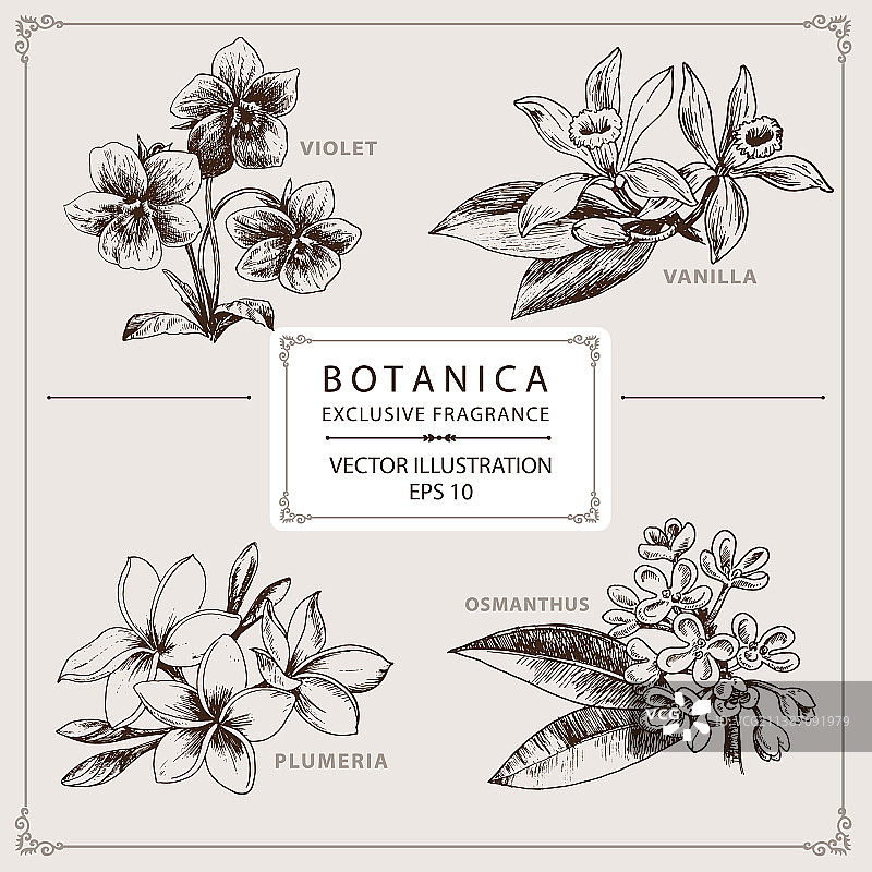 紫罗兰香草鸡蛋花图片素材