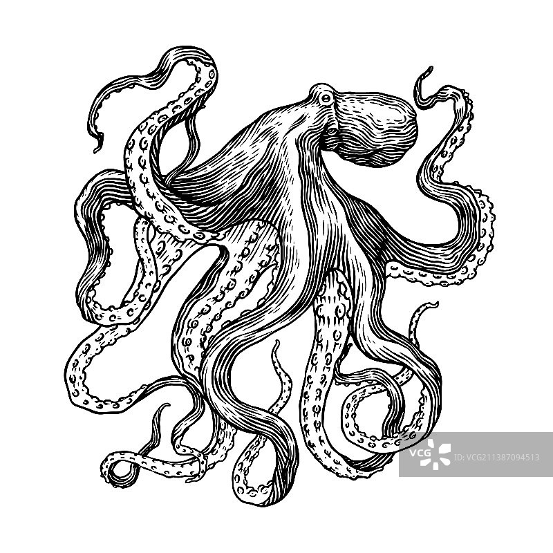 手绘复古章鱼素描图片素材