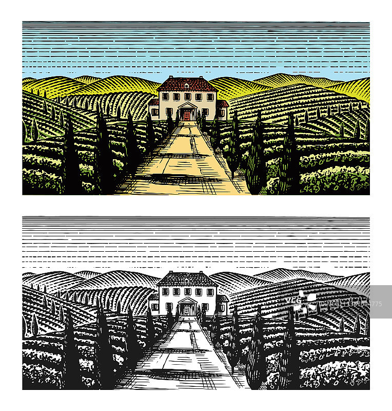 葡萄园和山丘的迷人景色图片素材