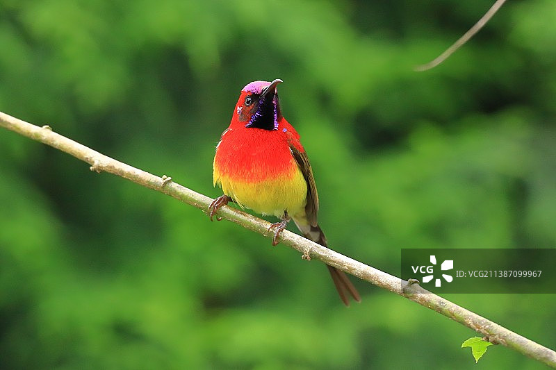 蓝喉太阳鸟图片素材