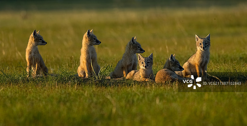 沙狐宝宝一家图片素材