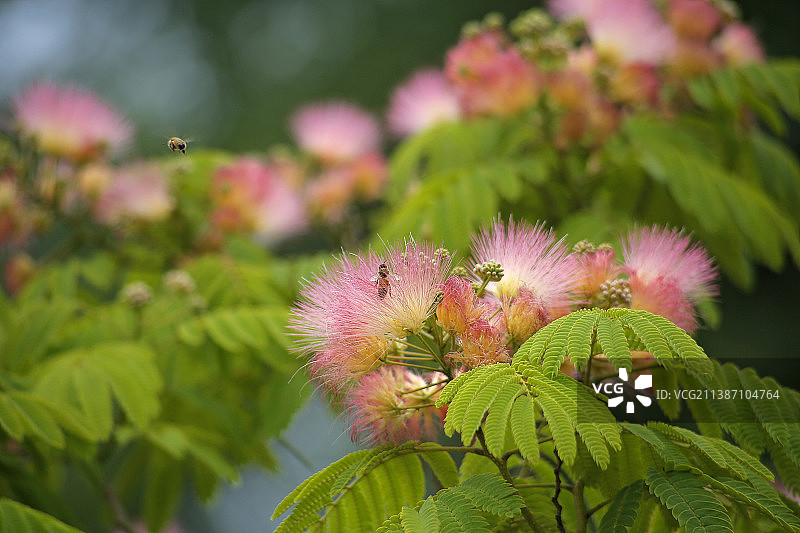 合欢花图片素材