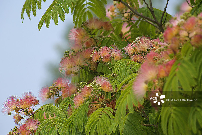合欢花图片素材