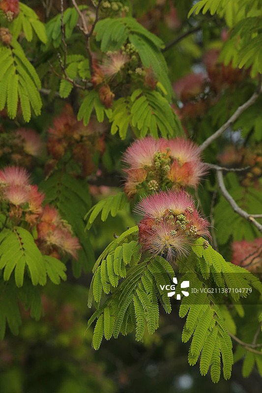 合欢花图片素材