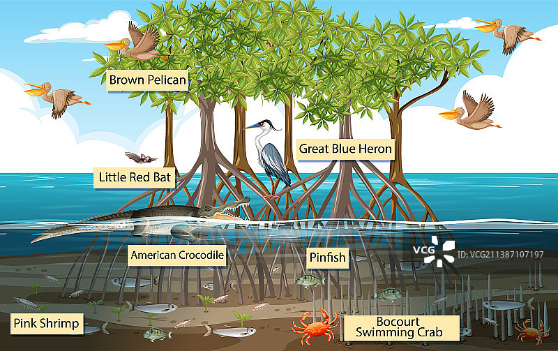 红树林场景与动物标识图片素材