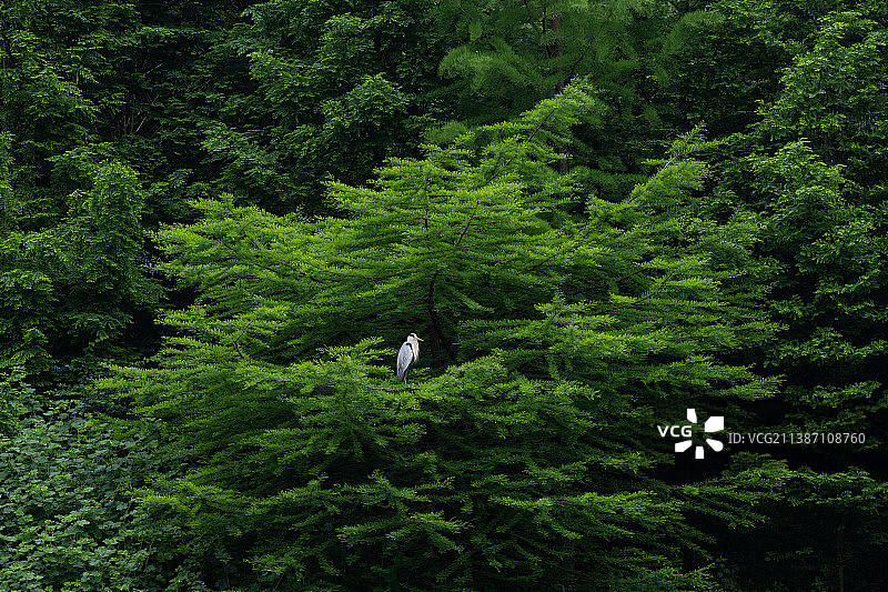 湿地树上的苍鹭图片素材