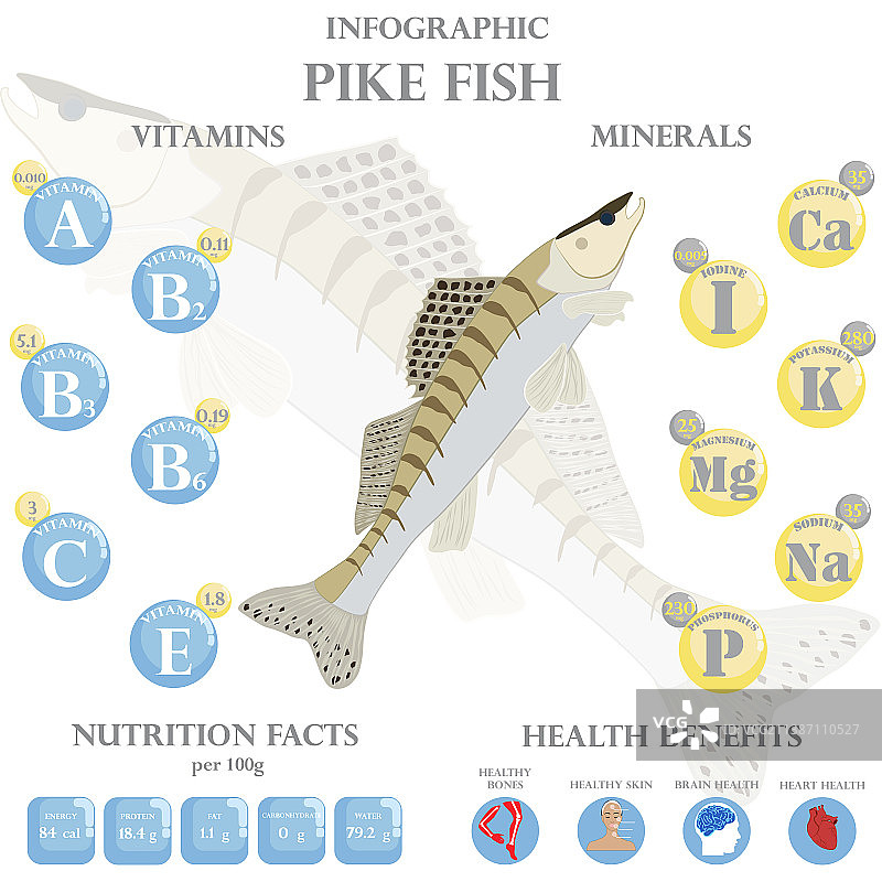 梭子鱼的营养成分与健康益处图片素材