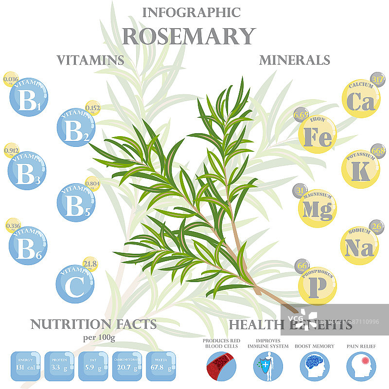 迷迭香的营养成分和健康益处图片素材