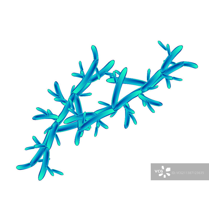 假热带念珠菌致病性酵母菌图片素材