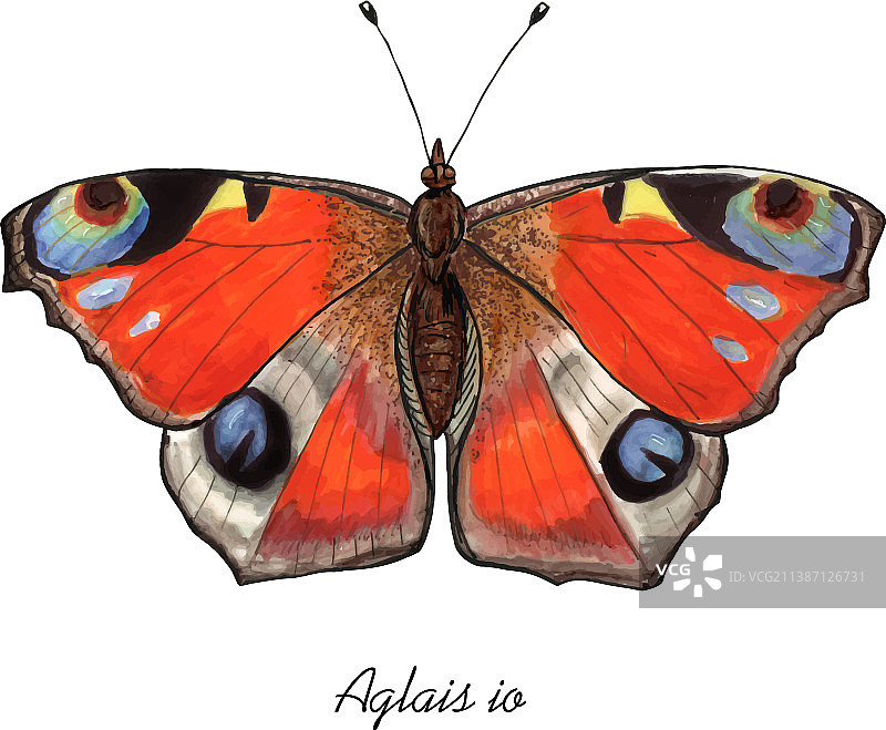 带拉丁名称的孔雀蛱蝶图片素材