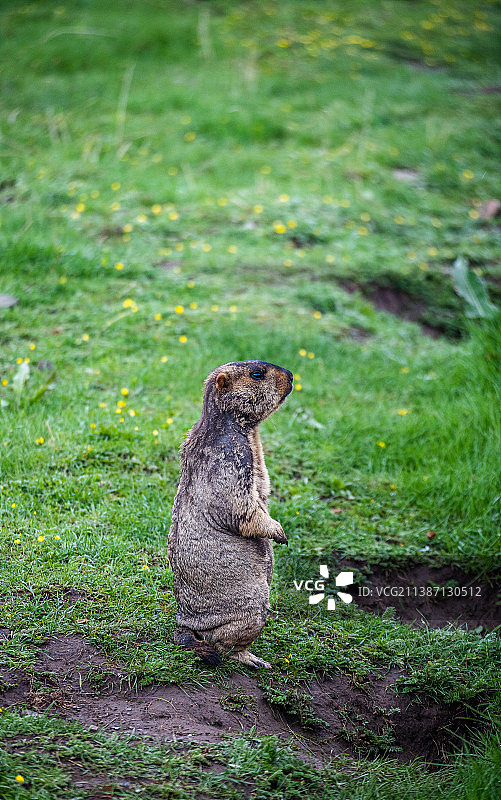 若尔盖土拨鼠图片素材