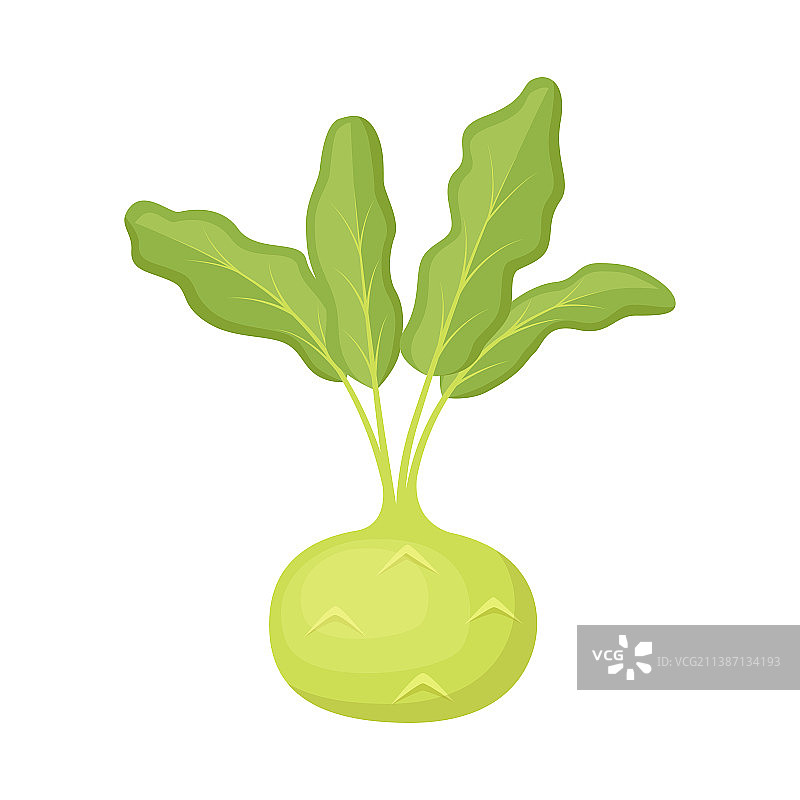 新鲜的苤蓝卷心菜图片素材