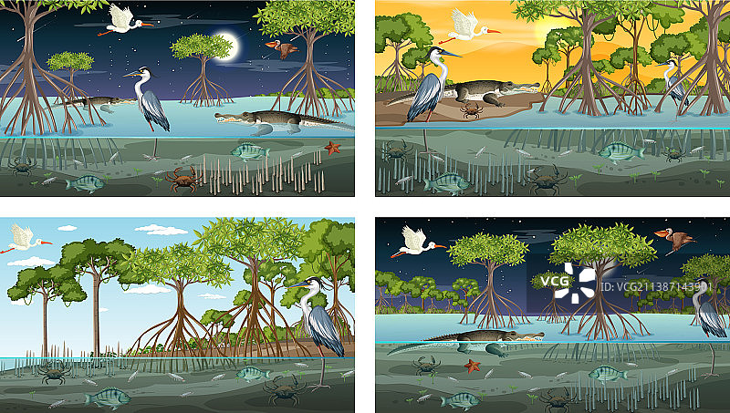 具有不同景观的红树林场景图片素材