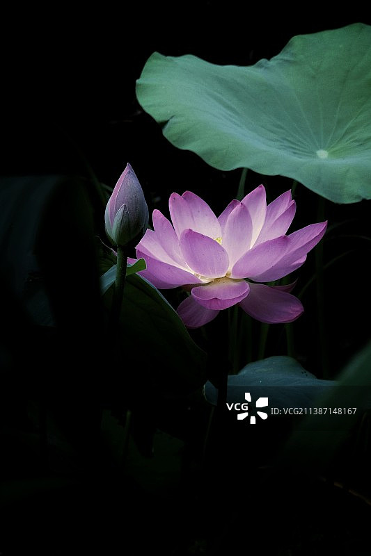荷花盛开的季节图片素材