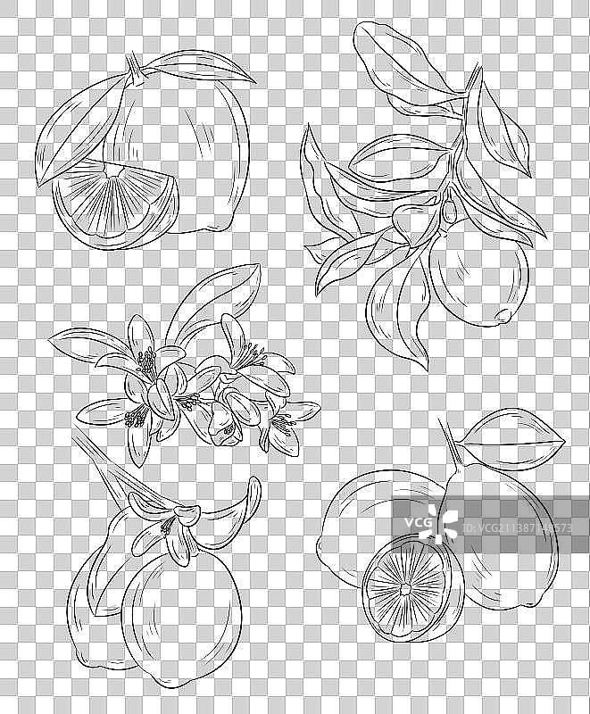 柠檬线稿素材图片素材