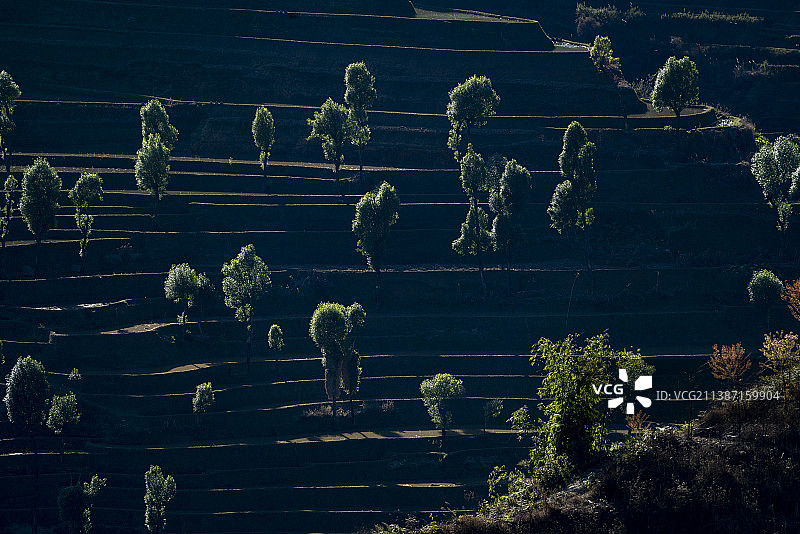 云南红河县绿柳梯田图片素材