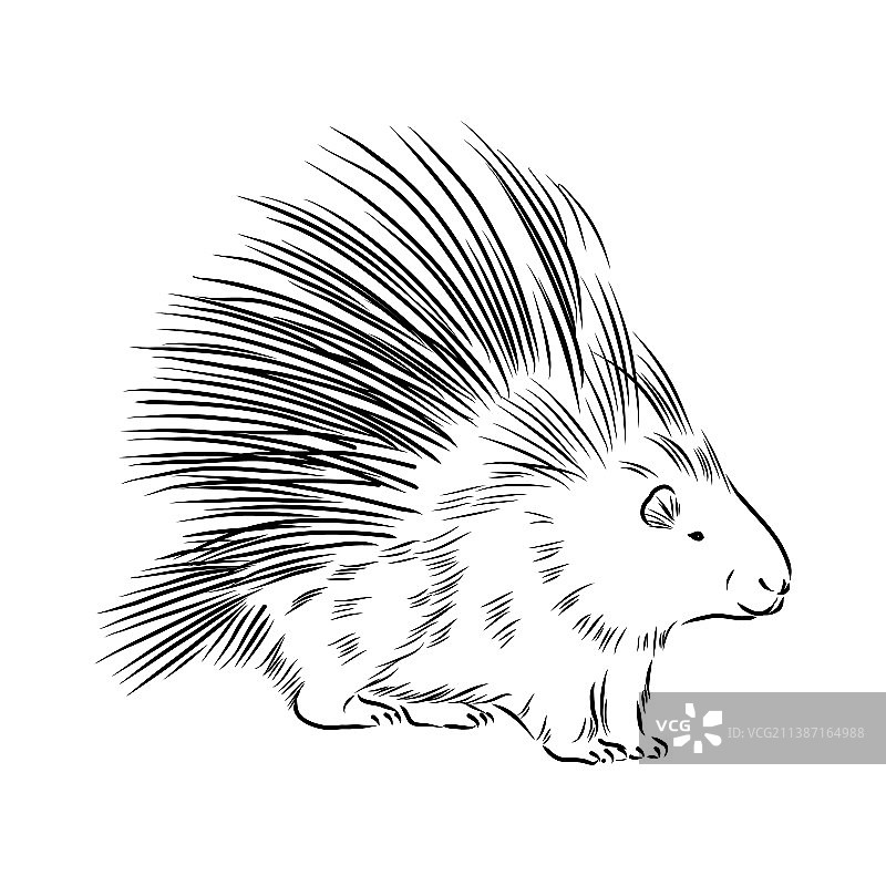 豪猪素描雕刻墨线艺术图片素材