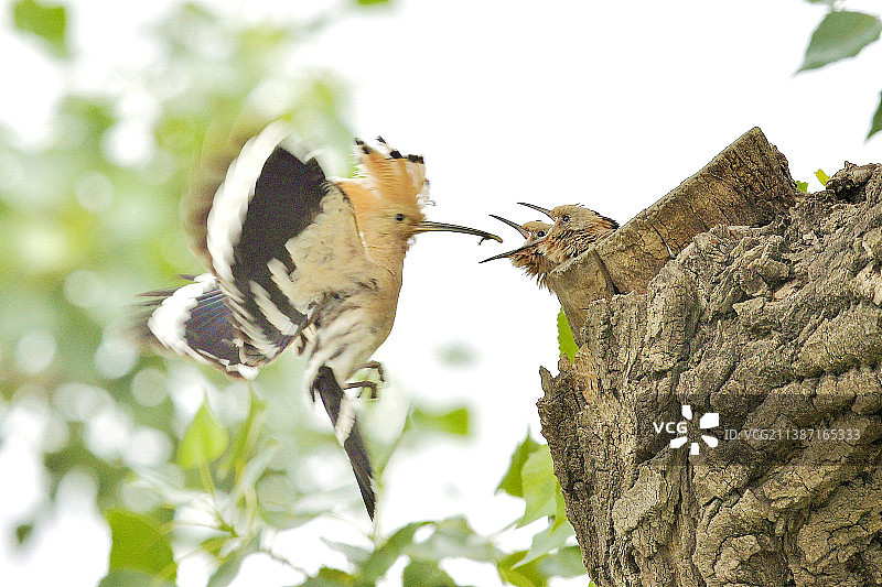妈妈来啦 戴胜，三有保护鸟类，属于北京龙潭西湖图片素材