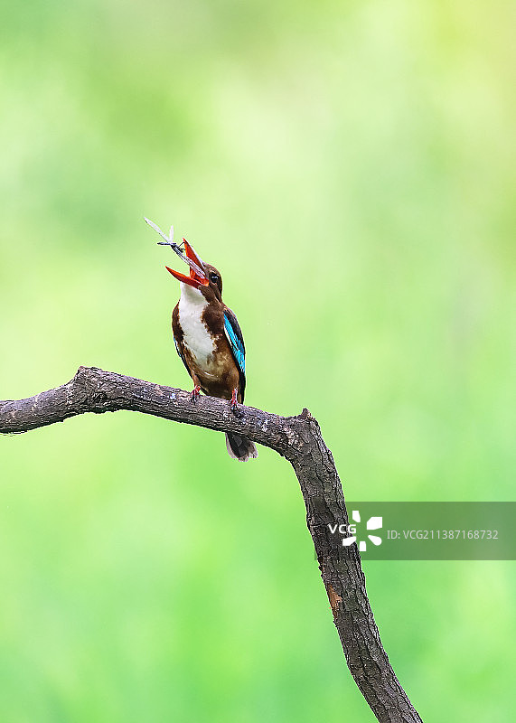 舌尖上的美食图片素材
