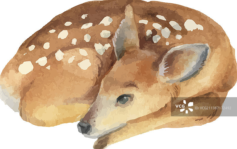 水彩鹿图片素材