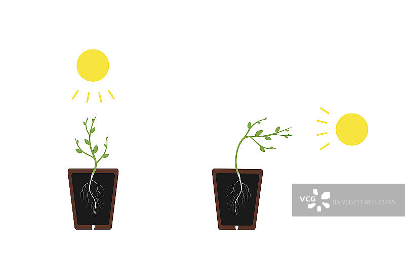向光性：植物在光照下生长图片素材
