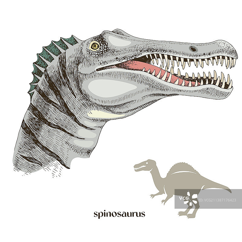 手绘逼真棘龙图片素材