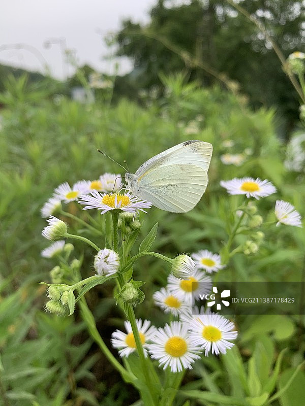 自由自在的小蝴蝶图片素材