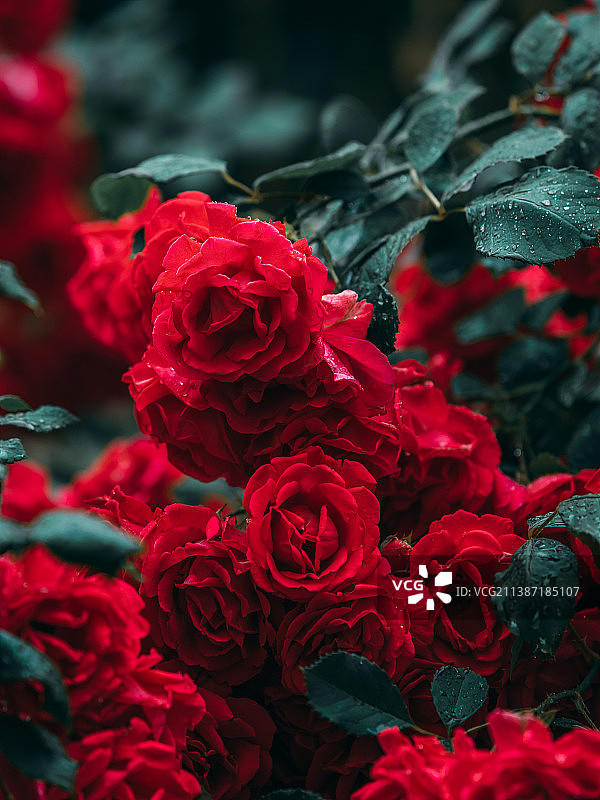 蔷薇花图片素材