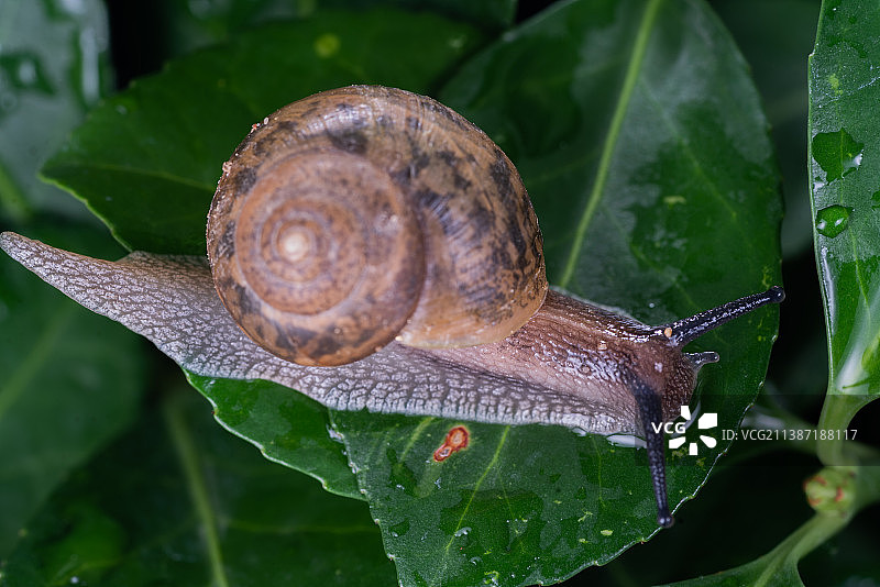 蜗牛图片素材