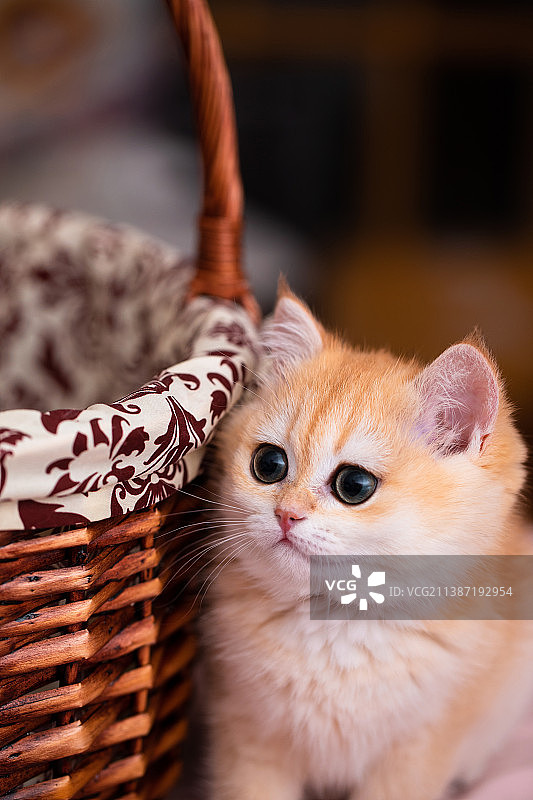 倚靠在竹筐边的金渐层小猫图片素材