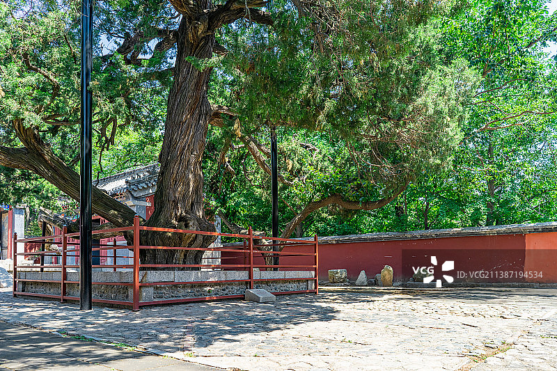中国自然风光拍摄主题，山东省泰安市岱岳区彩石溪风景区，元君庙里的古老的柏树，户外白昼无人图像摄影图片素材