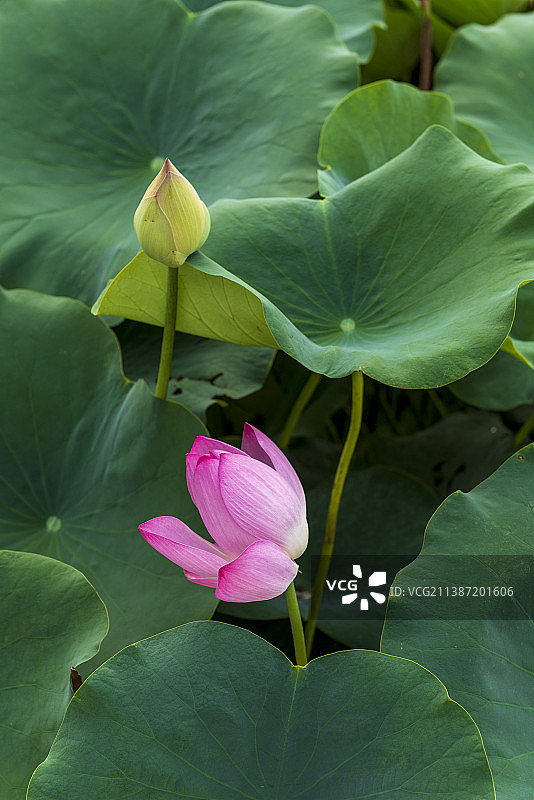 一朵美丽的粉色荷花图片素材