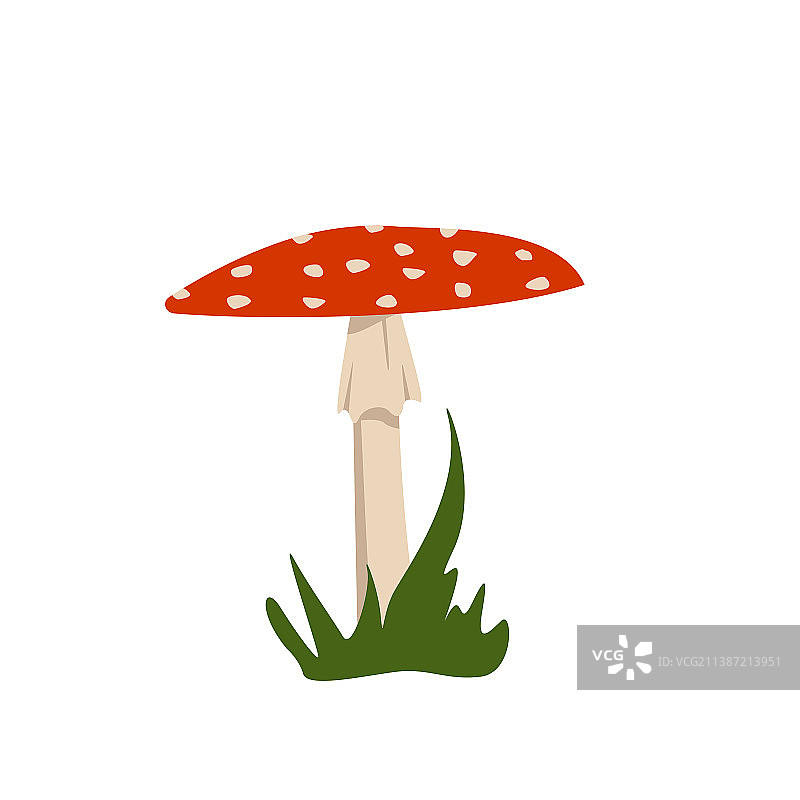 红色伞盖的毒蝇伞蘑菇图片素材