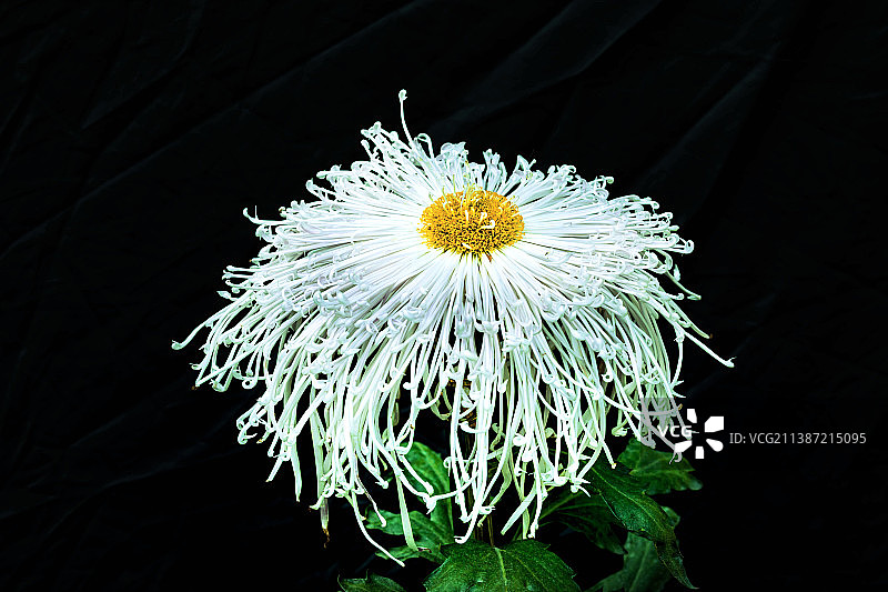 玉翎管图片素材