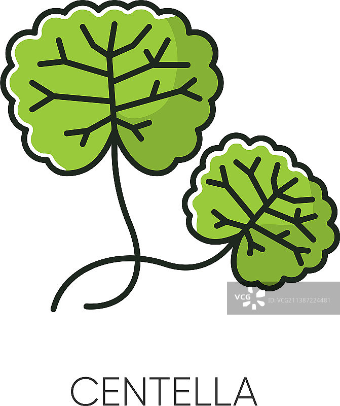 积雪草RGB颜色图标草本疗法植物图片素材