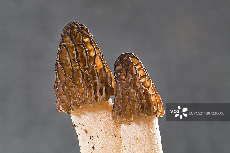 羊肚菌图片素材