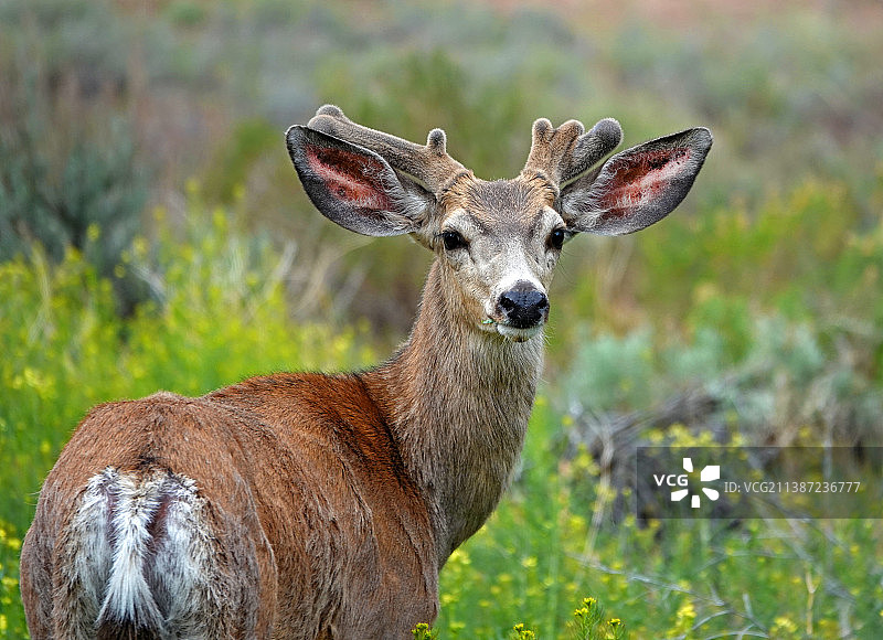 黑尾鹿图片素材