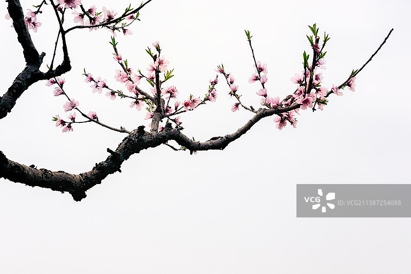 孝感桃花朵朵开二图片素材