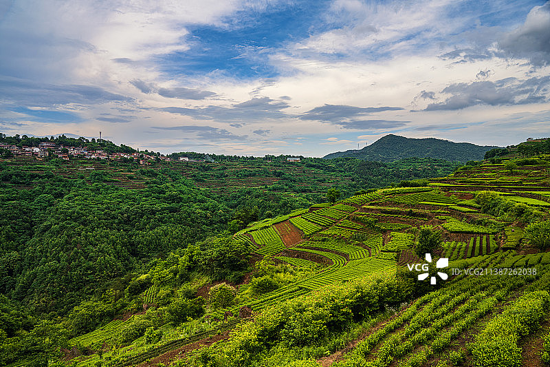 新昌下岩贝村庄与茶园图片素材