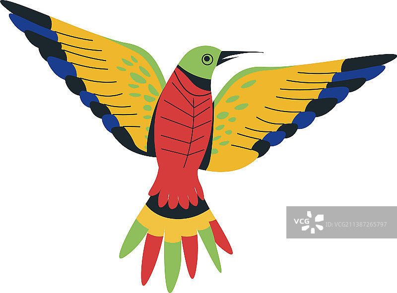 展开翅膀的澳洲国王鹦鹉图片素材