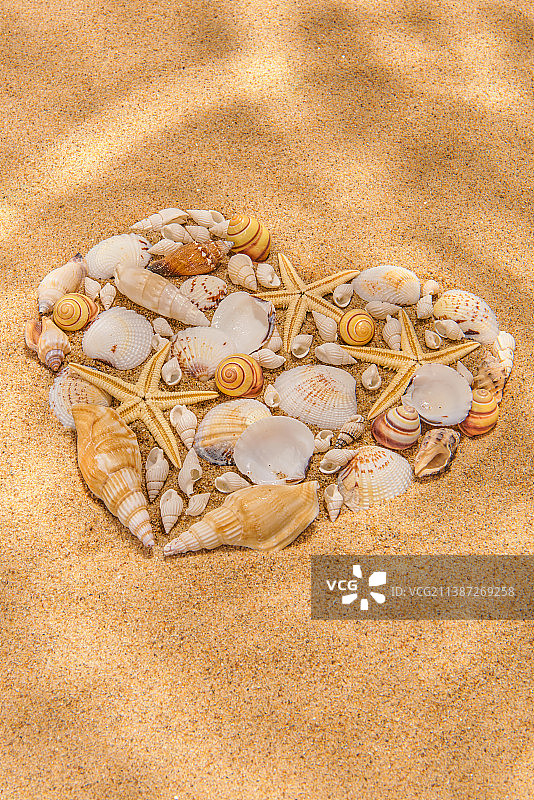 沙滩上的海星、蛤蜊和海螺摄影棚照片图片素材