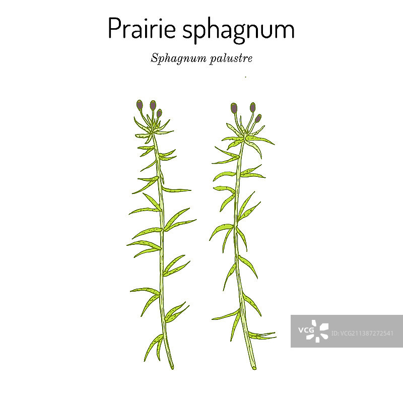 草原泥炭藓或钝叶藓图片素材