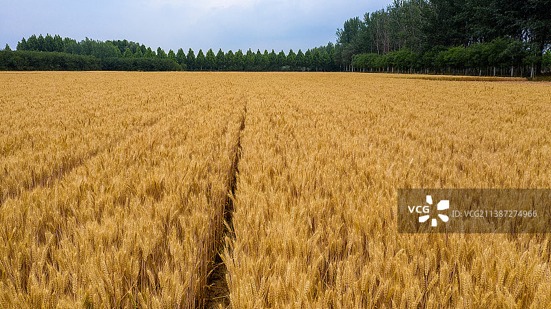 夏季的麦田风光图片素材