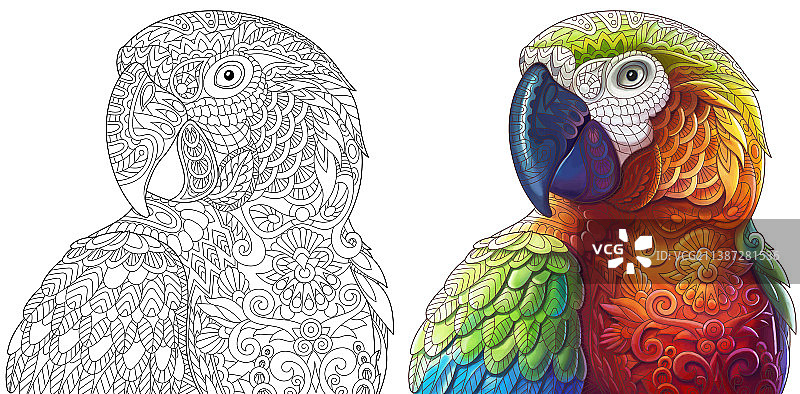 鹦鹉成人涂色页图片素材