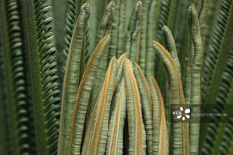 苏铁的嫩叶图片素材