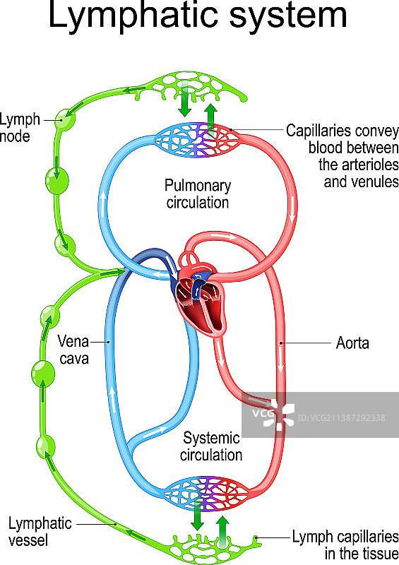 免疫系统的淋巴循环系统图片素材