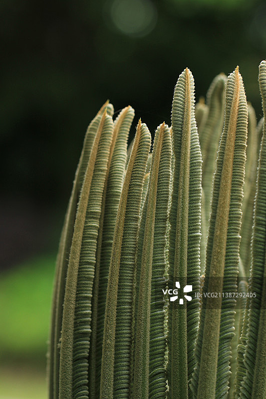 铁树 苏铁 嫩叶 夏天 叶片 特写图片素材