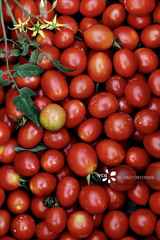 新鲜小番茄图片素材