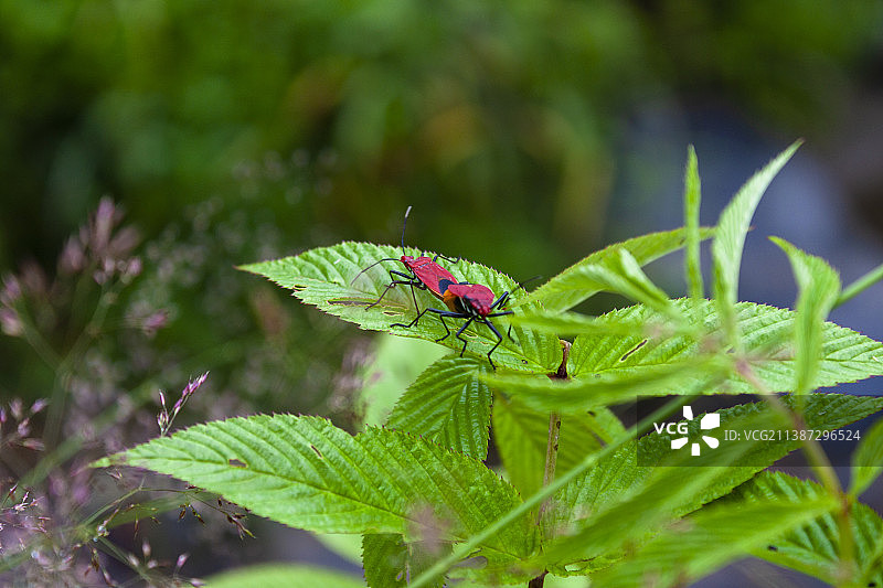 初夏大自然的小动物红蝽图片素材