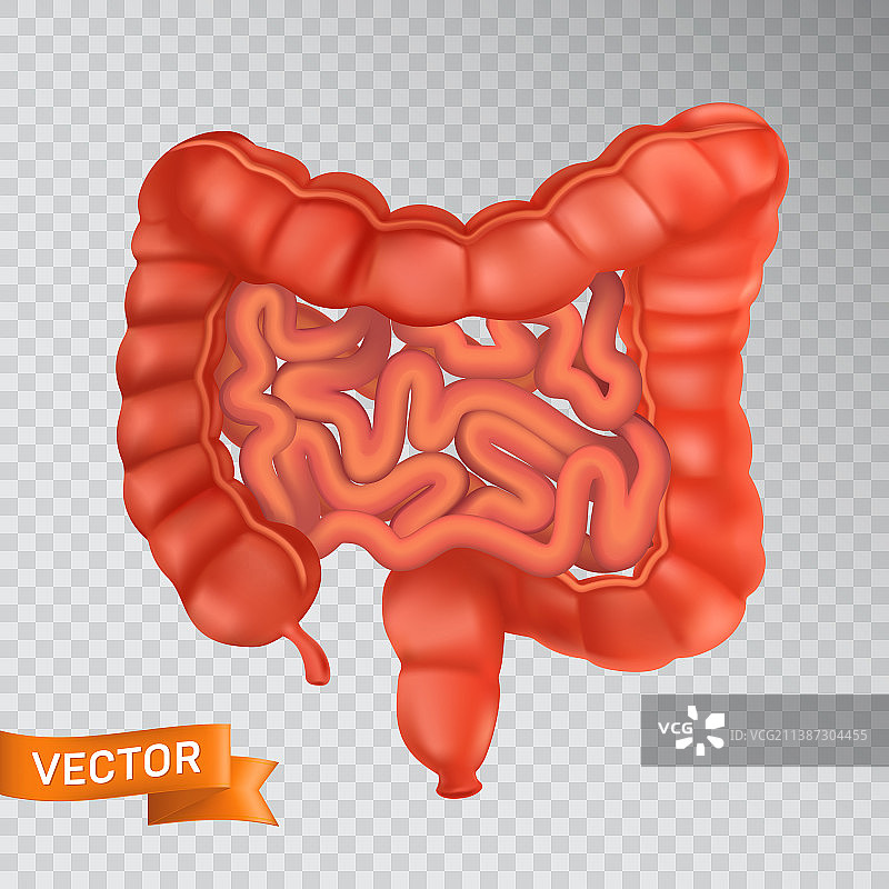 大小肠特写正面图图片素材